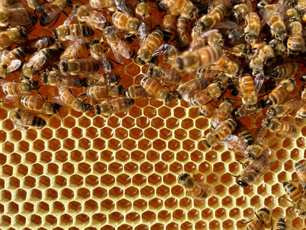 Bees swaming a honeycomb